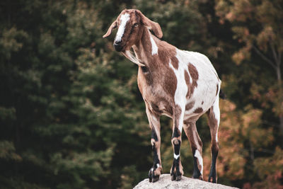 View of a horse