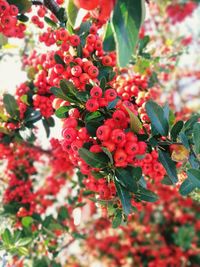 Close-up of red berries growing on tree