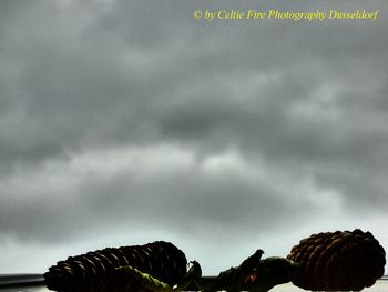 Low angle view of plants against sky