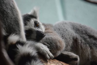 Close-up of lemur relaxing