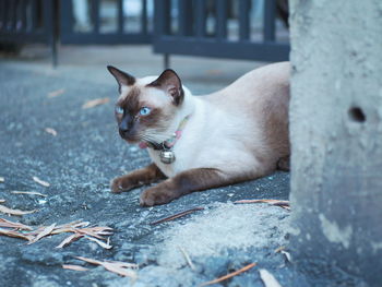 Portrait of cat