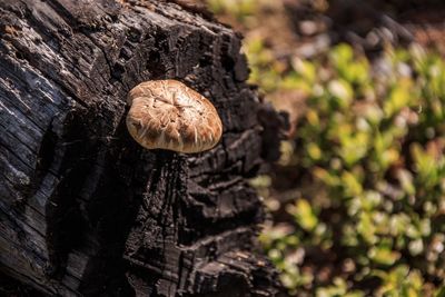 Close-up of mushroom growing on tree trunk