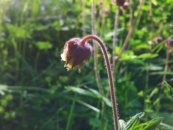 Close-up of plant against blurred background