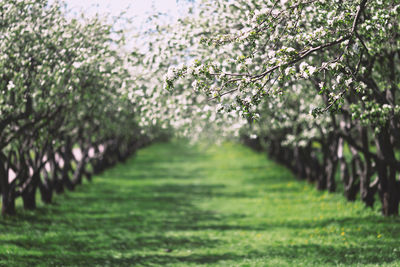 View of flowering plants and trees in park