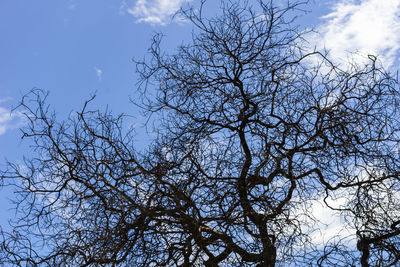 Low angle view of bare tree against sky