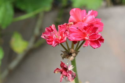 Close-up of pink flowers blooming outdoors