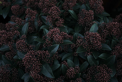 Full frame shot of flowers blooming outdoors