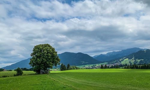 Scenic view of field against sky