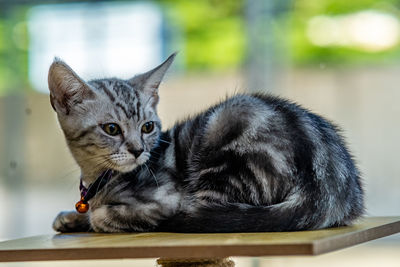 Close-up portrait of a cat