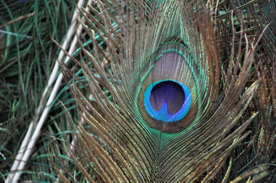 Close-up of peacock feather