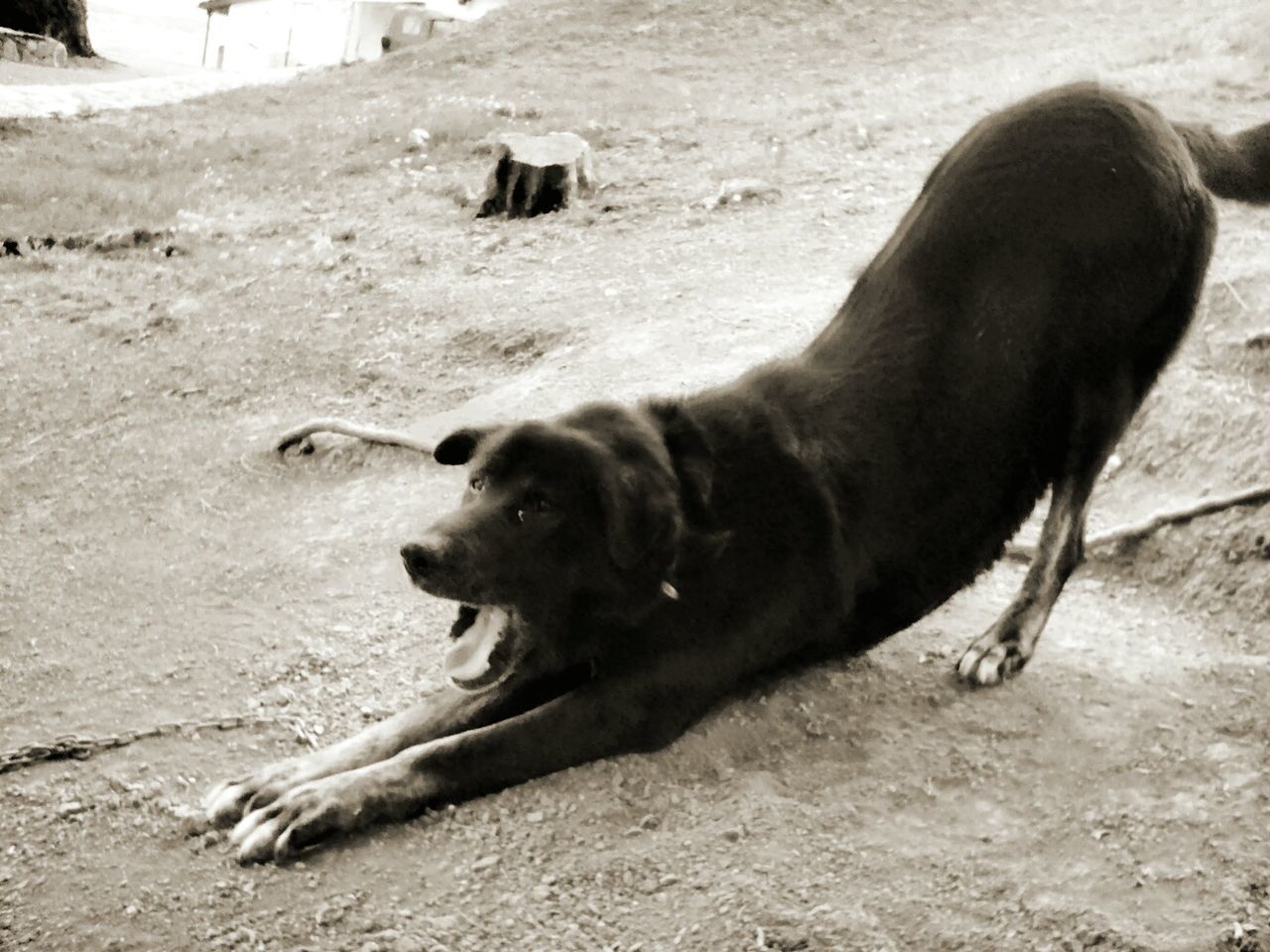 animal themes, mammal, one animal, no people, field, day, dog, domestic animals, sand, nature, outdoors, animals in the wild, seal - animal, sea lion