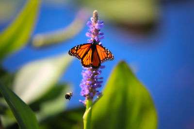 Close-up of butterfly pollinating on purple flower