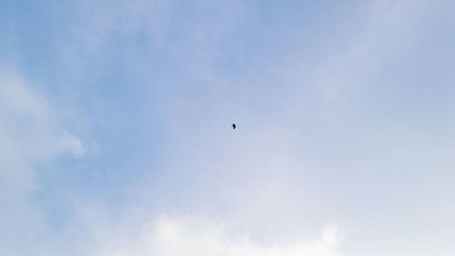 Low angle view of bird flying in sky