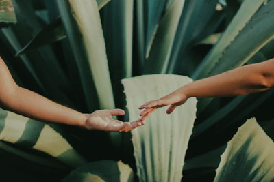 Close-up of woman hand holding leaf