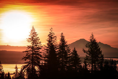 Silhouette trees by plants against sky during sunset