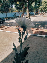 Close-up of flowering plant by footpath in park