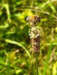 Close-up of bee on a plant