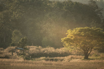 Trees on field in forest