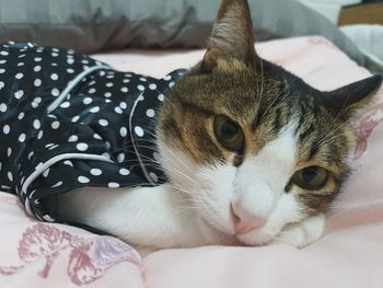 Close-up portrait of a cat resting on bed