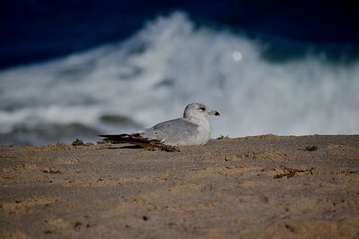 Close-up of seagull perching on a beach