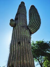 Low angle view of cactus against sky