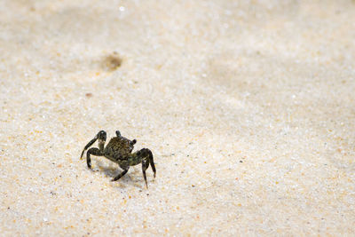 Close-up of crab on beach