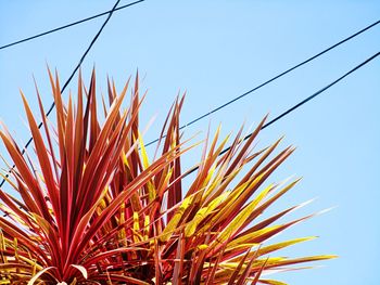 Low angle view of flowering plants against clear blue sky