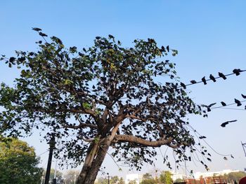 Low angle view of tree against sky