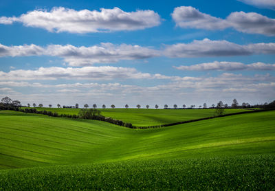 Scenic view of agricultural field against sky