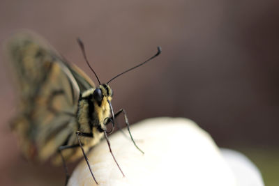 Close-up of insect on hand