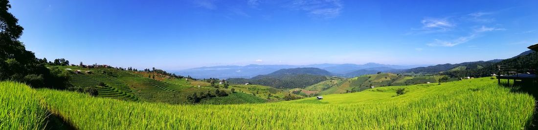 Scenic view of agricultural field against blue sky