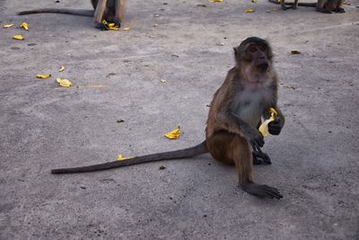 Macaque long tailed monkey close-up phuket town river genus macaca cercopithecinae thailand asia