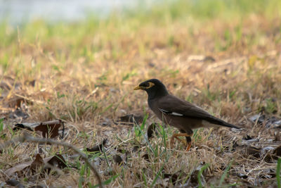 Bird perching on a field