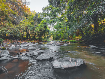 Scenic view of river stream amidst trees in forest