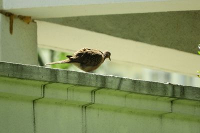 Close-up of bird on wall