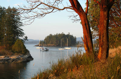 Sailboats sailing in river against sky