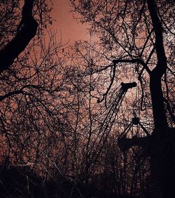 Bare trees against sky at sunset