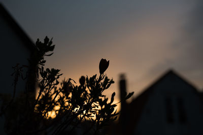 Close-up of silhouette plant against sky