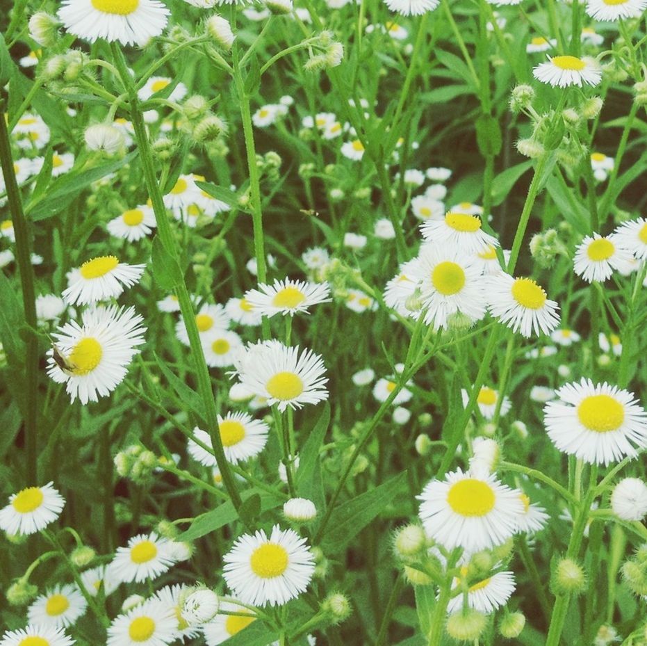 flower, freshness, fragility, petal, daisy, growth, flower head, yellow, beauty in nature, white color, blooming, plant, nature, field, high angle view, green color, pollen, in bloom, close-up, day