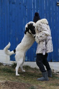 Bucovina dog playing 