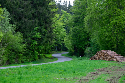 Road amidst trees in forest