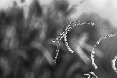 Close-up of wet plant