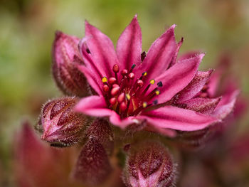 Close-up of pink flowering plant