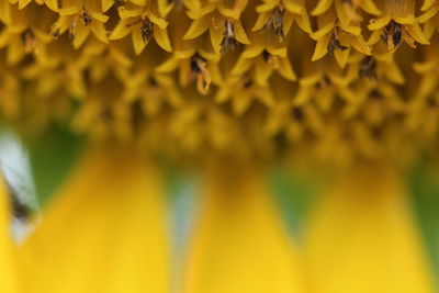 Close-up of insect on yellow flower