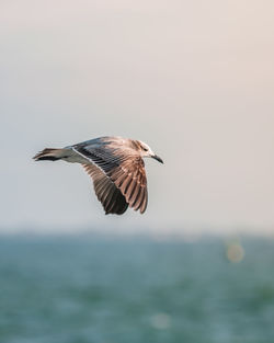 Bird flying over the sea