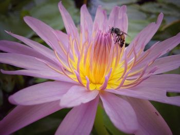 Close-up of bee pollinating on flower