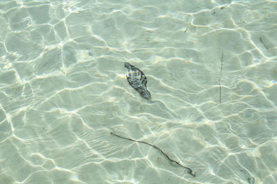 High angle view of turtle in swimming pool