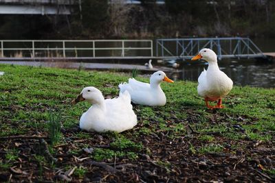 Goose family tree