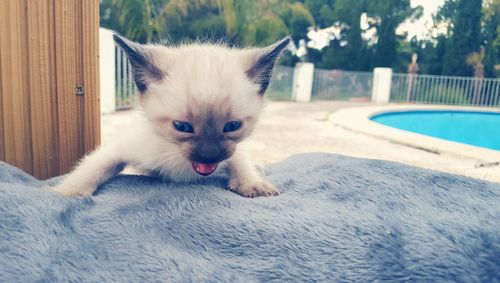 Portrait of cat relaxing outdoors