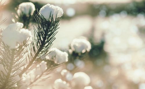 Close-up of white flowering plant